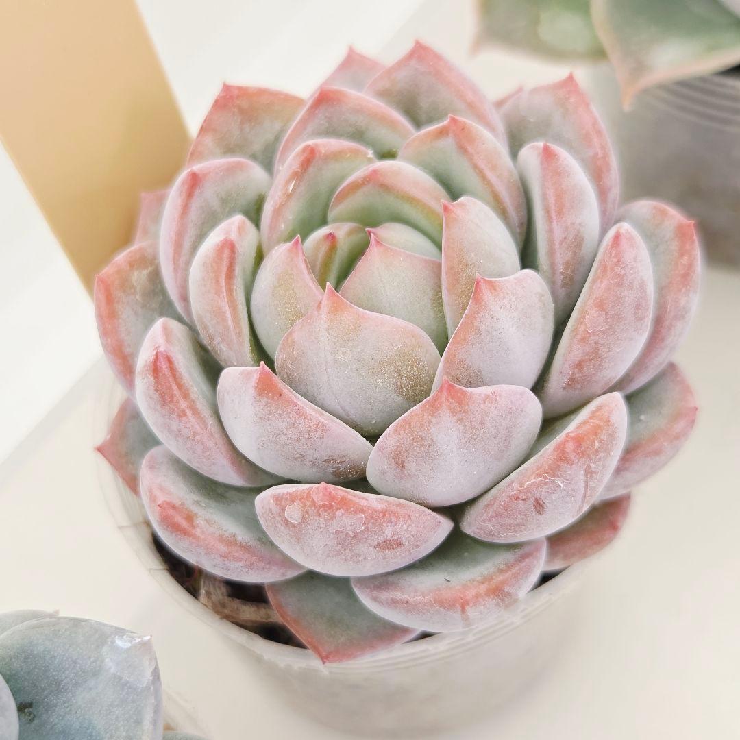 なおこ 5苗 メルカリ便送料込