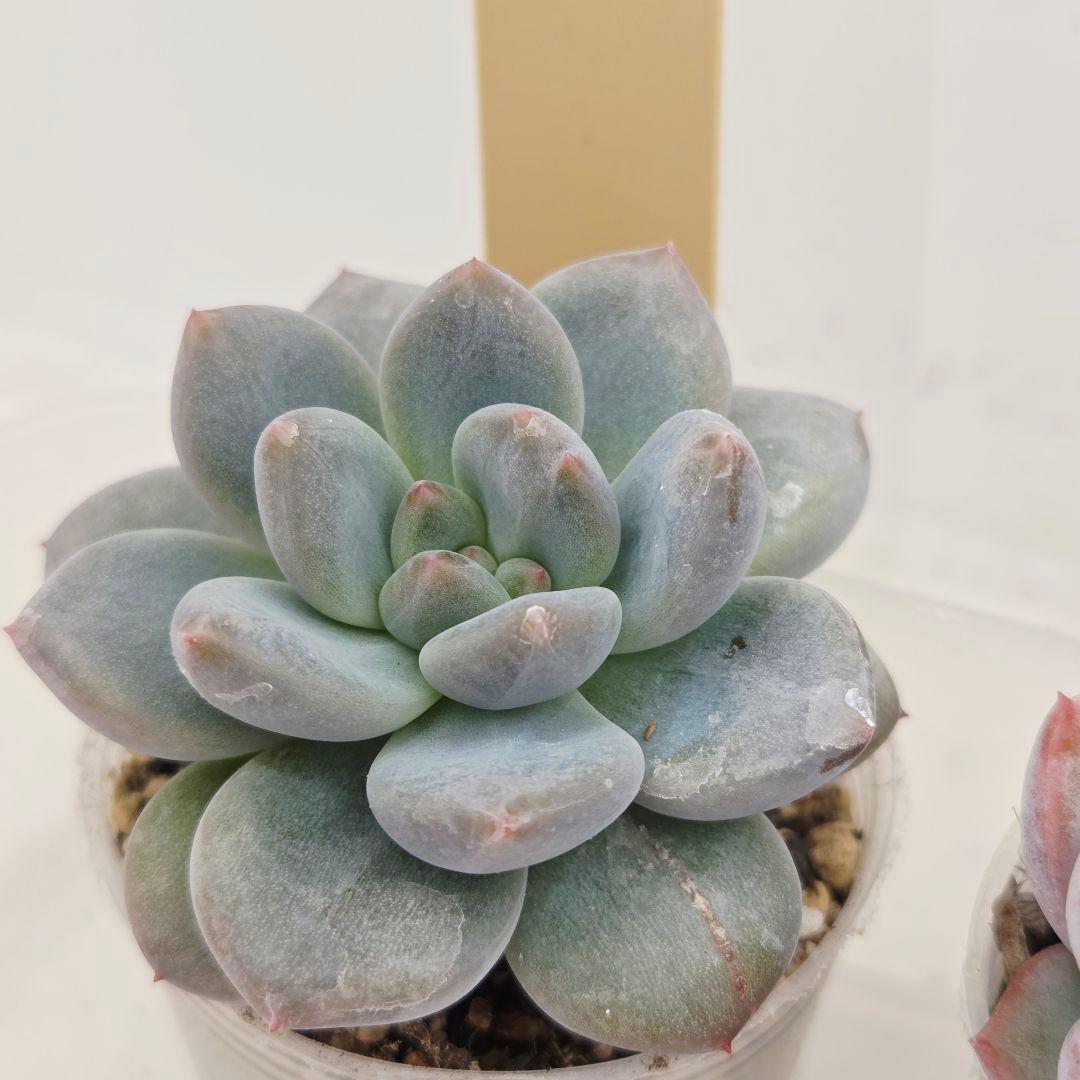 なおこ 5苗 メルカリ便送料込