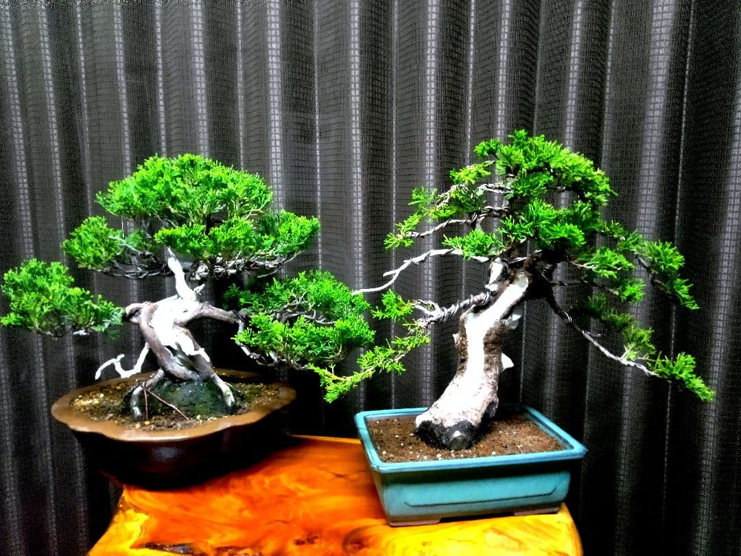 【貴風　糸魚川真柏盆栽】　　　⭕2点セットあかさ❗