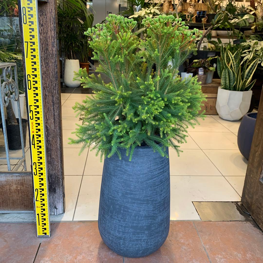 バーゼリア ラヌギノーサ ファイバー鉢