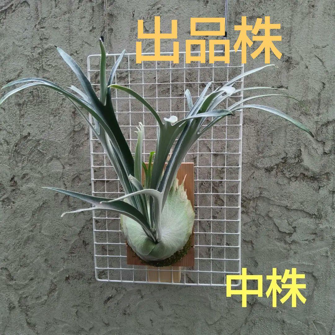 ビカクシダ p.veitchii auburn 　ベイチー