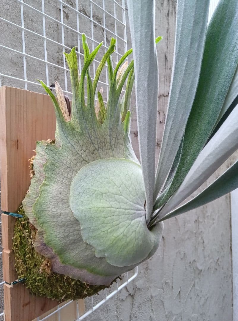 ビカクシダ p.veitchii auburn 　ベイチー