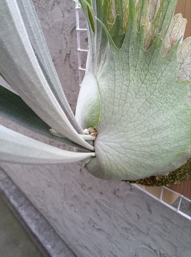 ビカクシダ p.veitchii auburn 　ベイチー