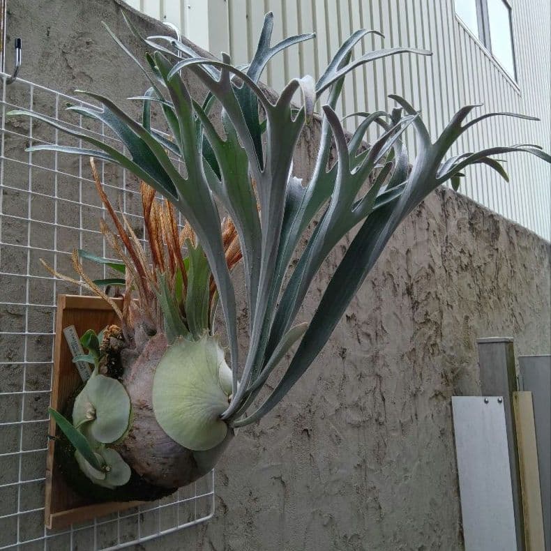 ビカクシダ p.veitchii auburn 　ベイチー