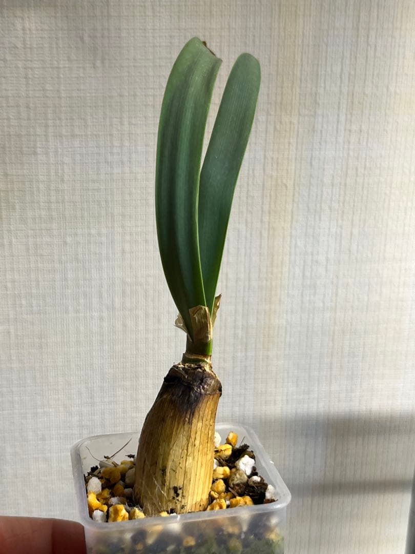 ブーファン　ハエマントイデス　カキコ　発根済み