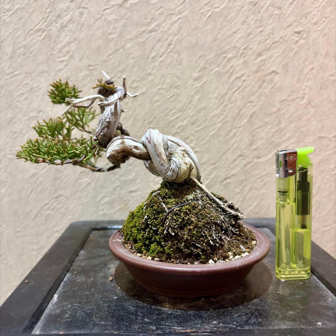 樹高11.5㎝　真柏　捻転　舎利　鉢　山秋　小品盆栽　黒松　五葉松　赤松　紅葉