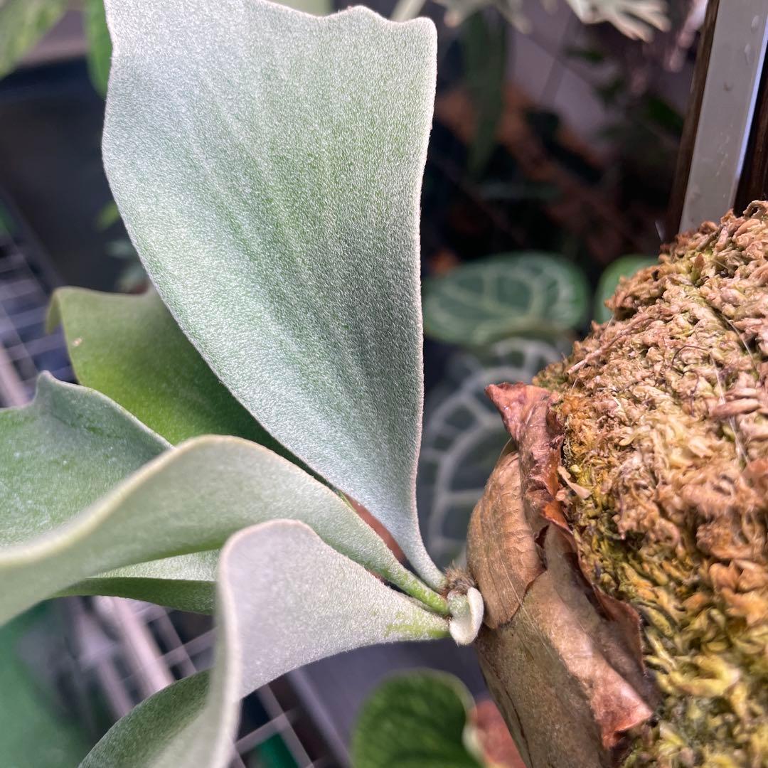 ビカクシダ P.Ginka spore pup