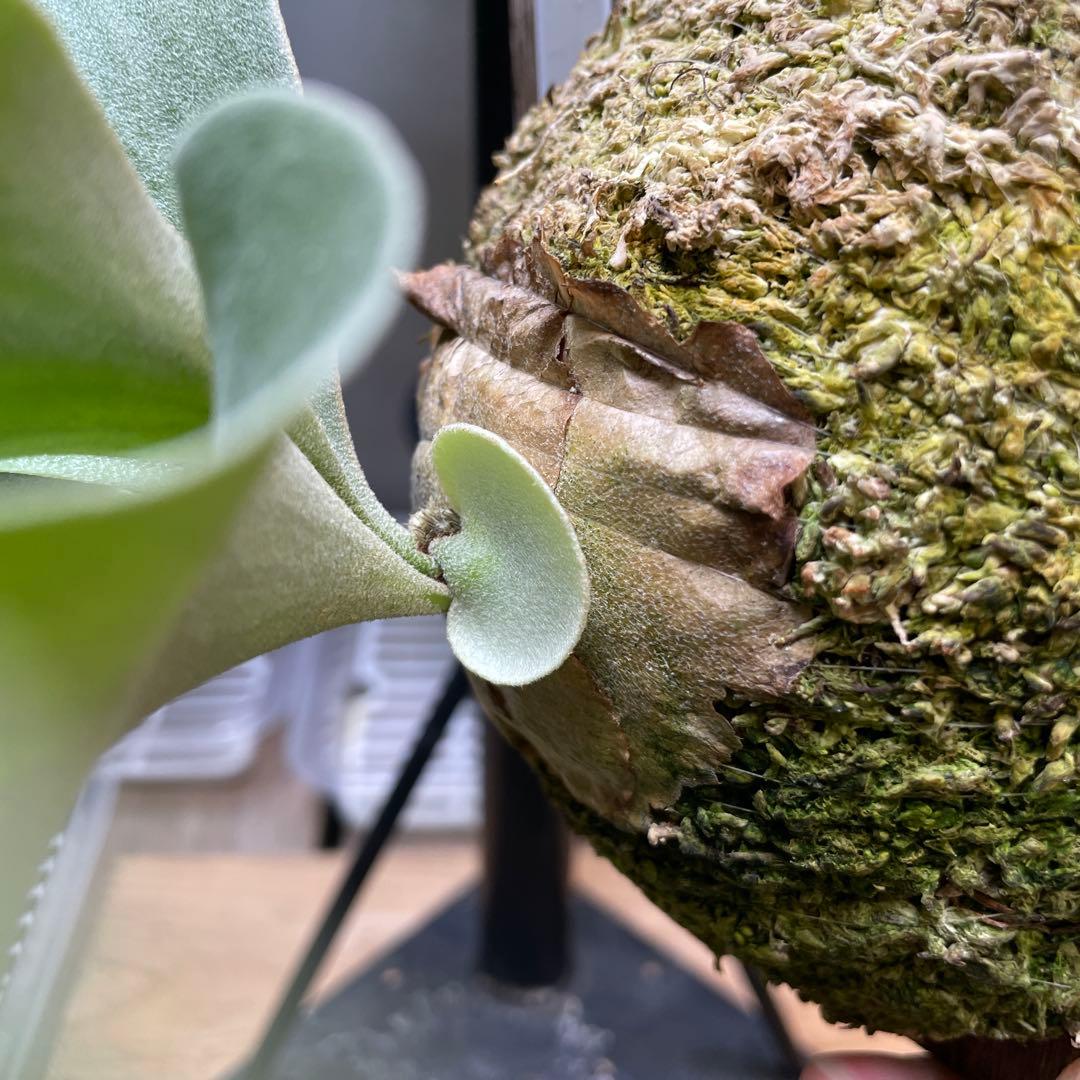 ビカクシダ P.Ginka spore pup