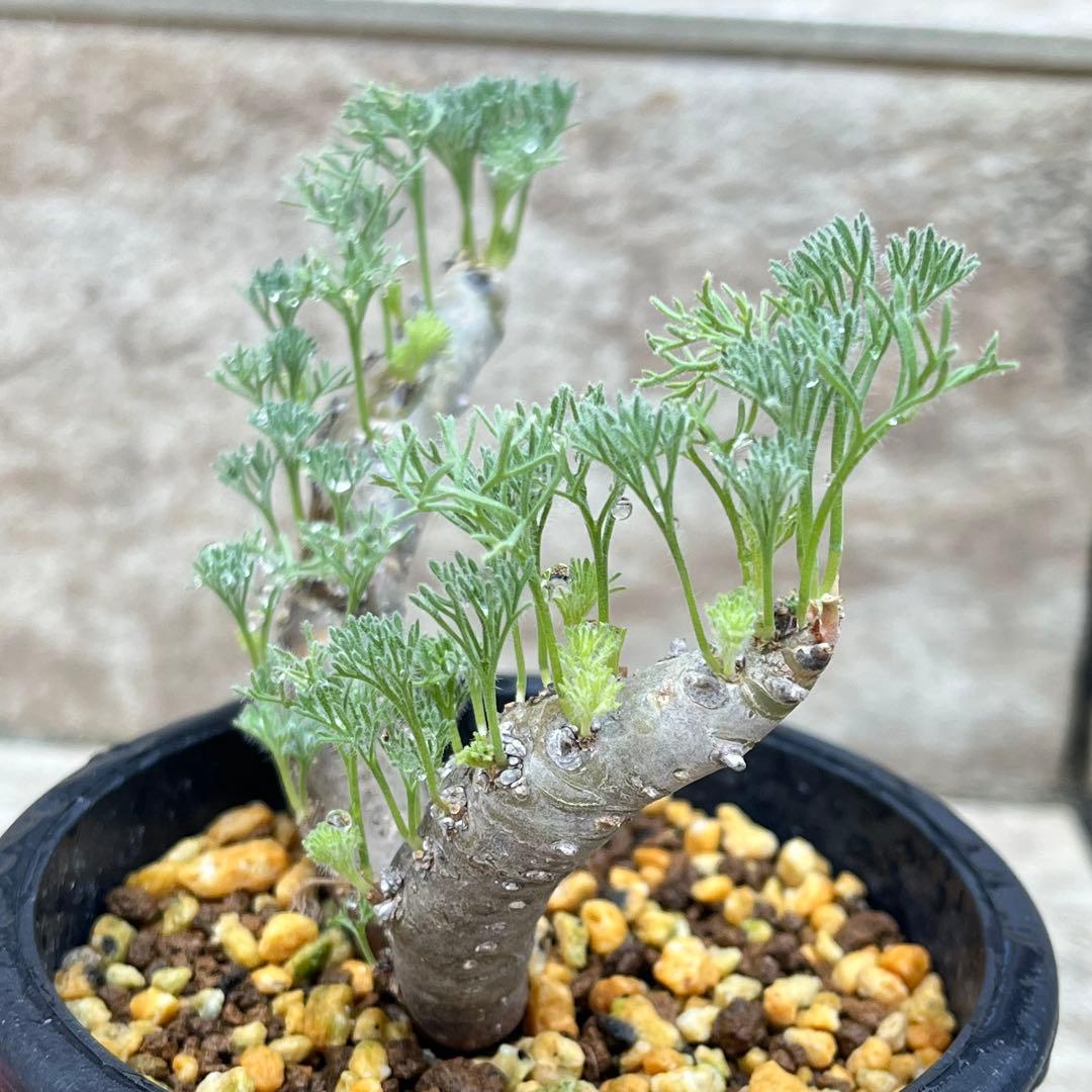 【セール】サルコカウロン　ムルチフィズム　No.001　鉢、送料込　メルカリ便