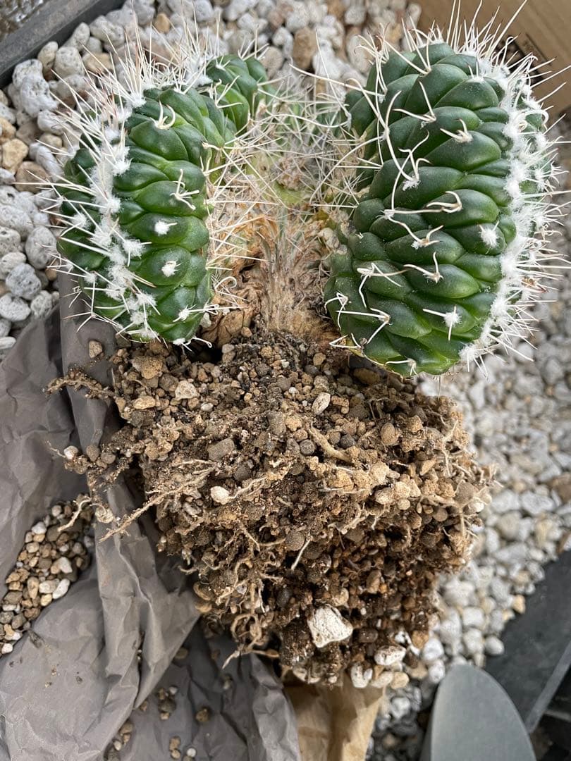 サボテン マミラリア コンプレッサ 白竜丸綴化 大株 6号菊鉢
