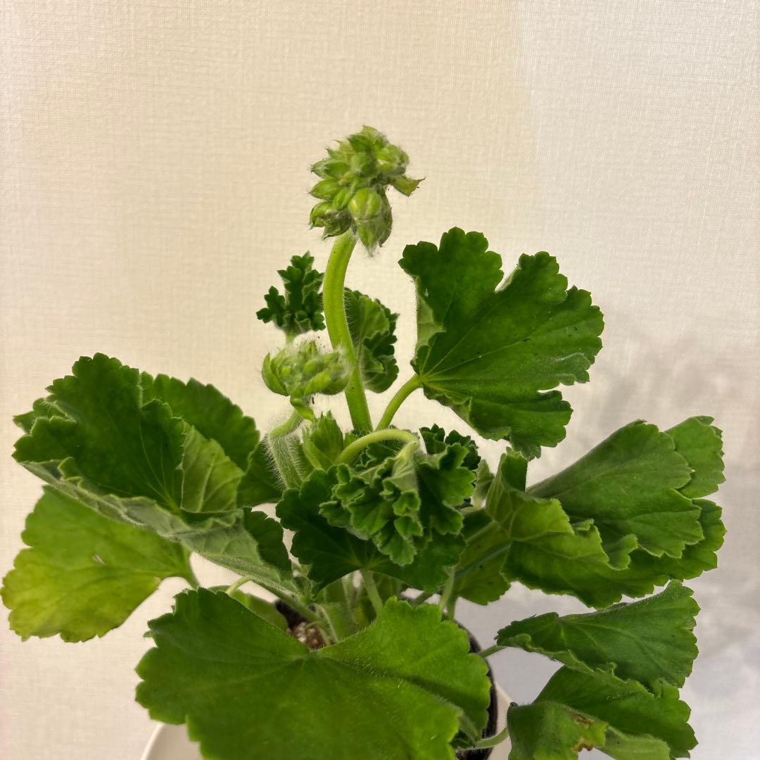 蕾２つローズ八重咲きゼラニウム　希少品種ゼラニウム　レア品種ゼラニウムWR01