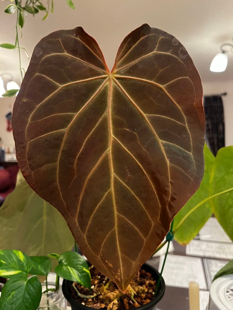 【潤☆】Anthurium'Red Dark Phoenix'