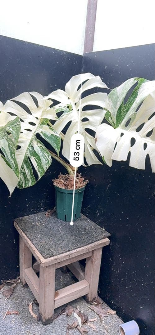 斑入りモンステラ ホワイトタイガー極美大株53cm白斑多