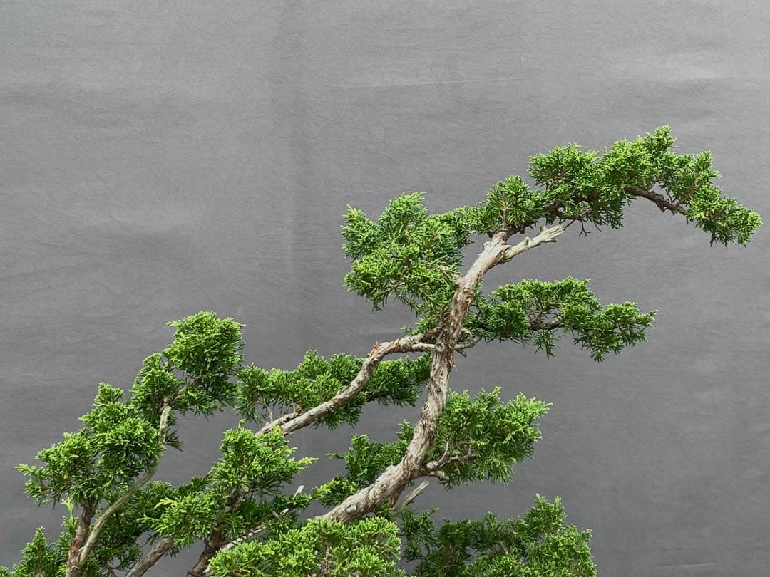 三河盆栽　真柏　株立　盆栽