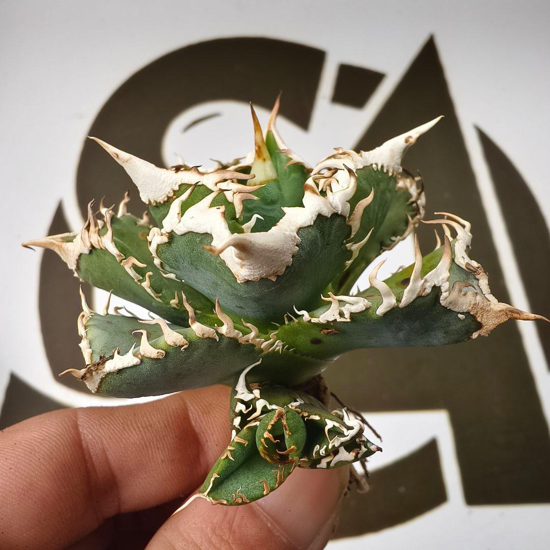 847【上澳園芸】 アガベ チタノタ shangao-008 白豪棘 良質子株