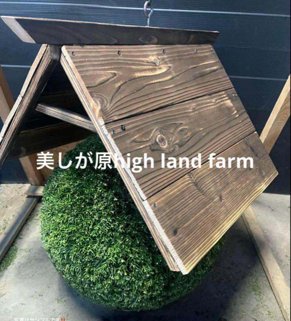 杉玉　約３０センチ‼️縁起物　丸くて幸せ　家族円満♪