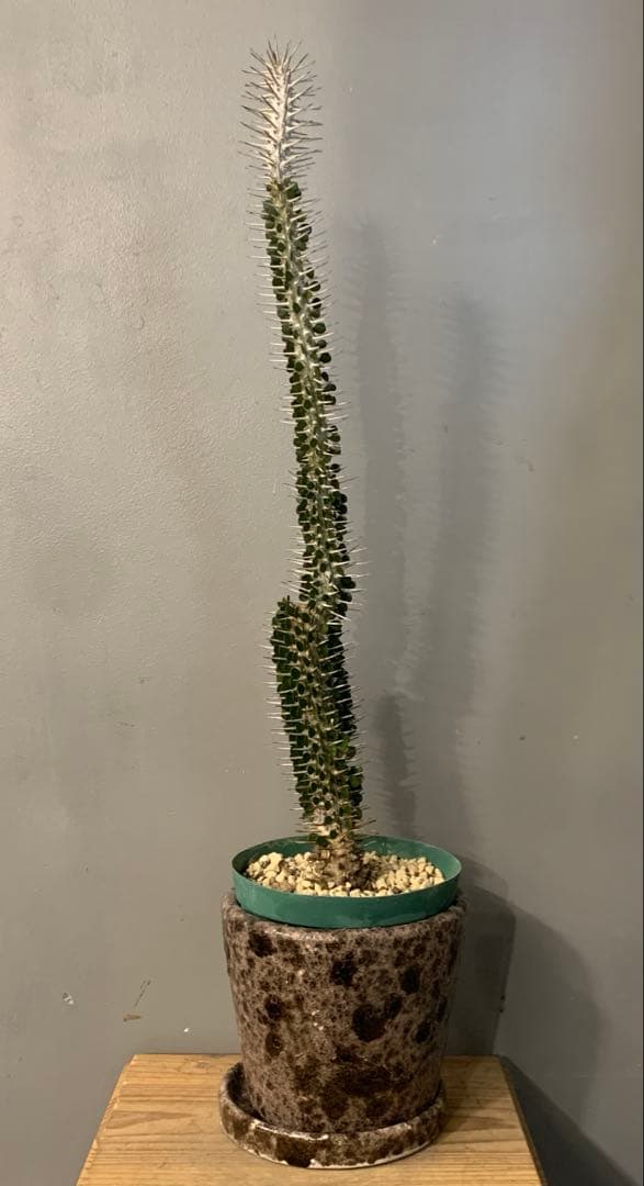 アローディア モンタグナッキー 陶器鉢 お皿付き