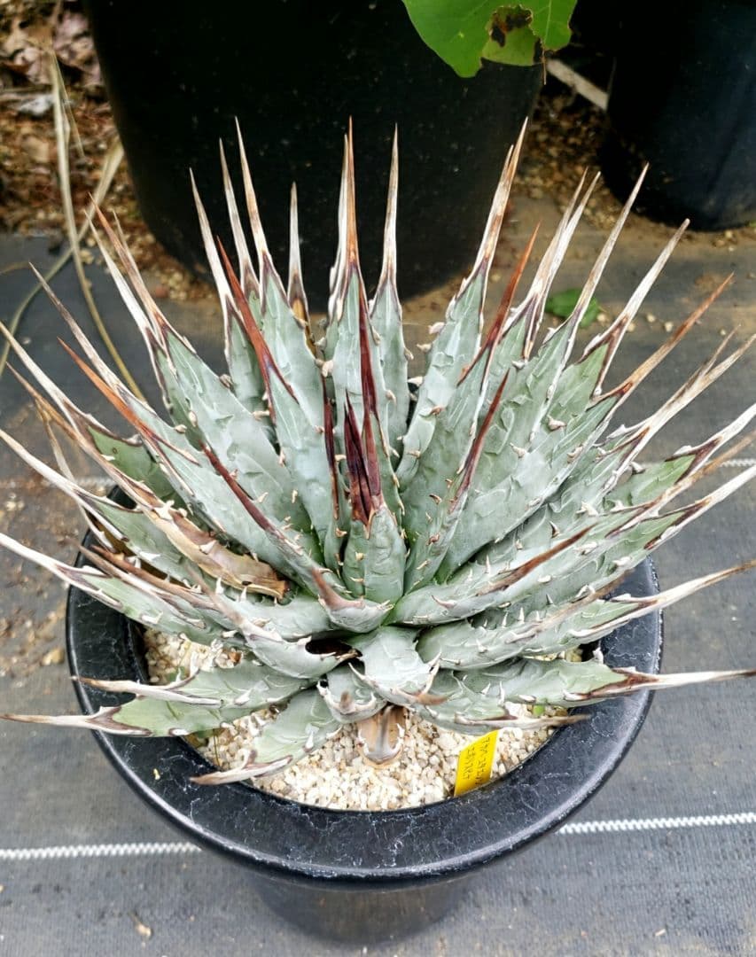 アカベ　ユタエンシス　エボリスピナ現地株