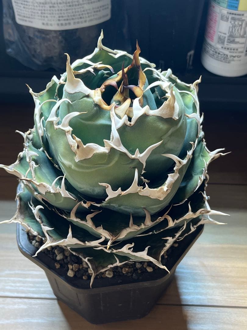 アガベ　白鯨　大株