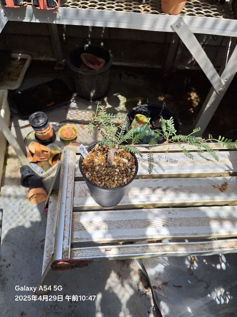 珍品　オペルクリカリア　ヒファエノイデス