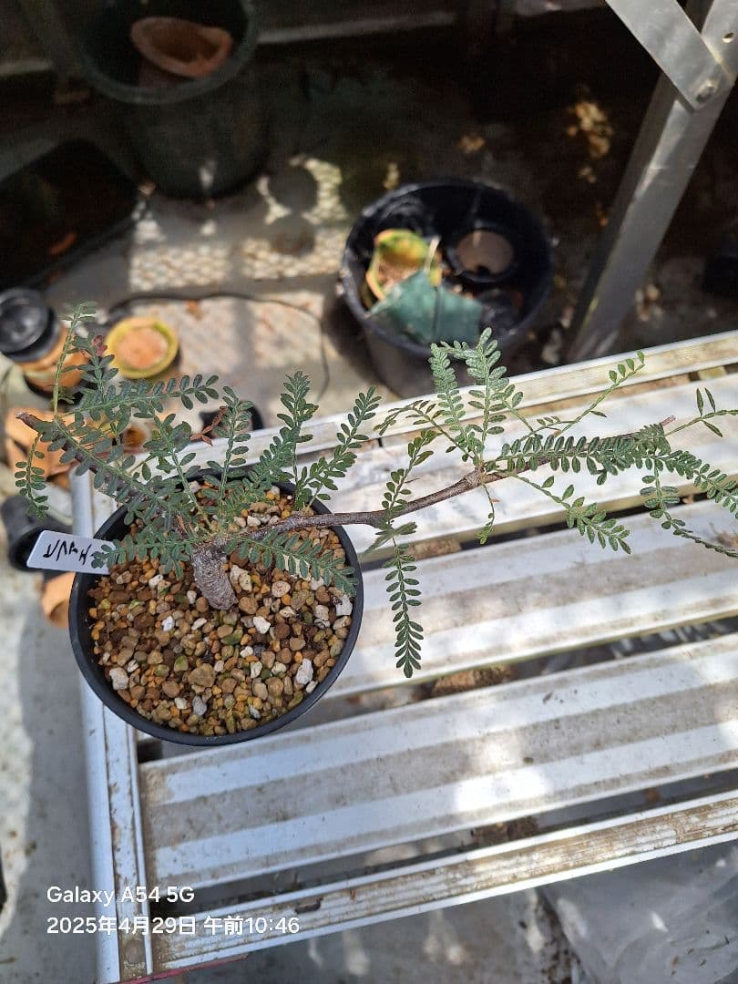 珍品　オペルクリカリア　ヒファエノイデス