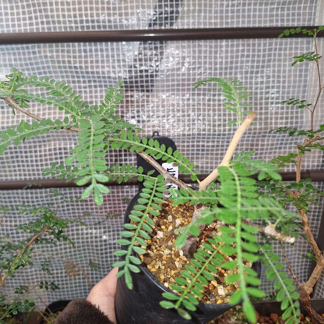 珍品　オペルクリカリア　ヒファエノイデス