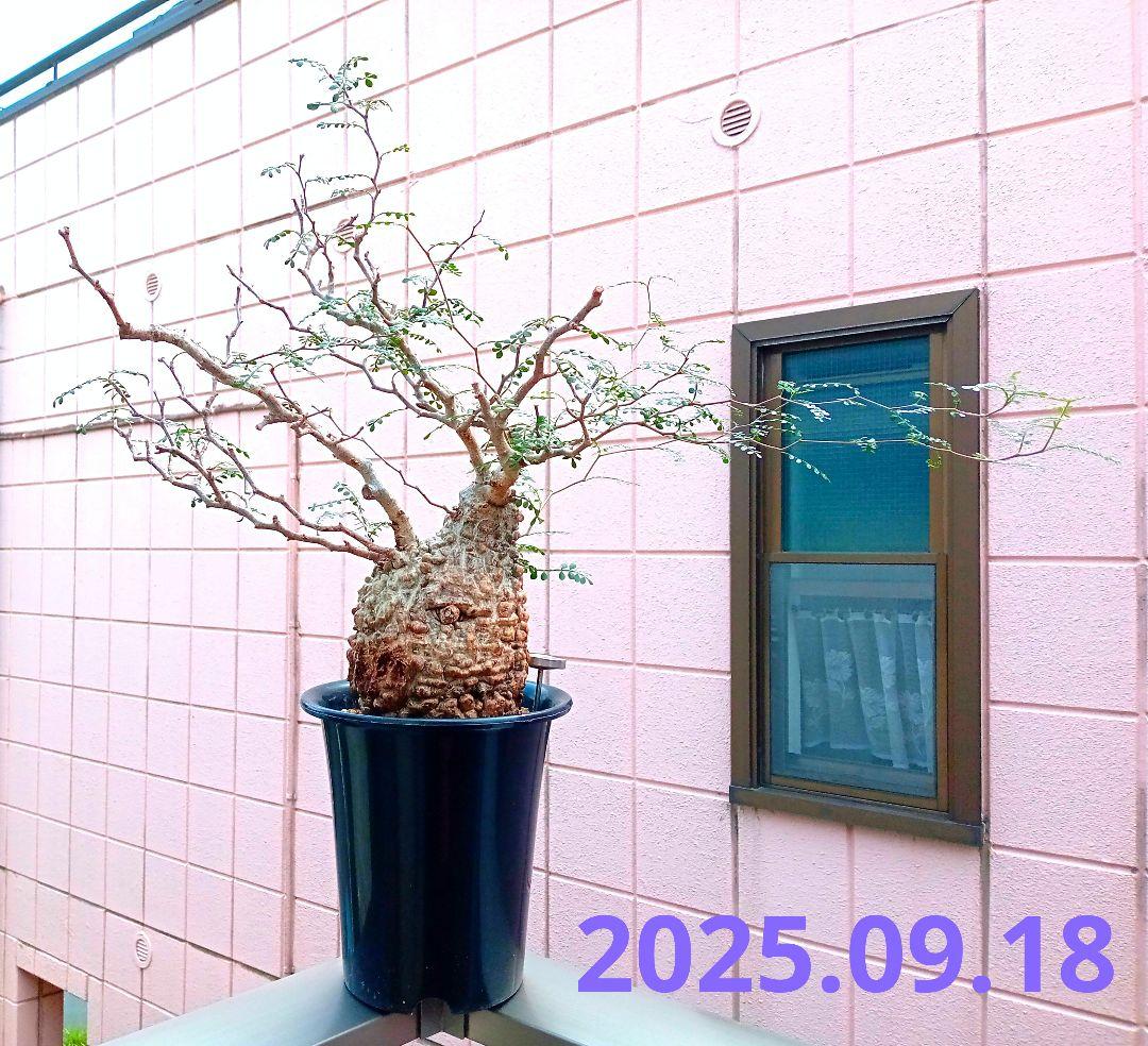 オペルクリカリア パキプス マダガスカル