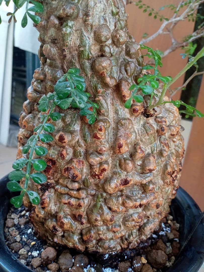 オペルクリカリア パキプス マダガスカル