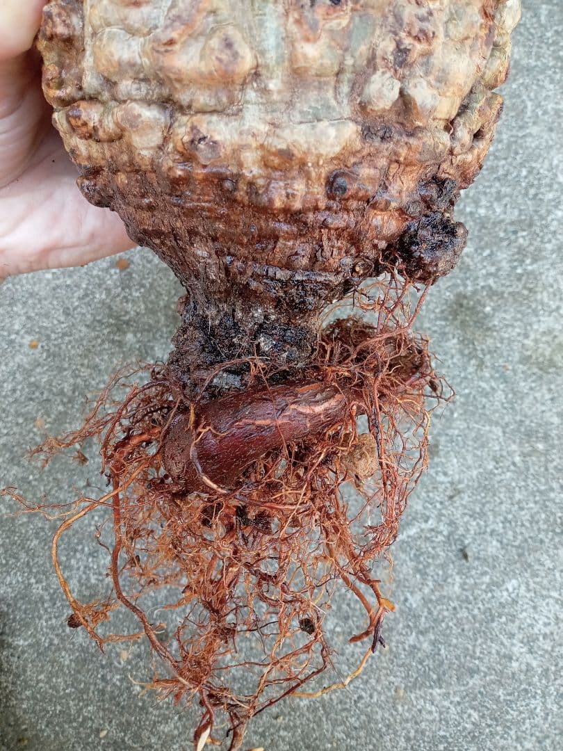 オペルクリカリア パキプス マダガスカル