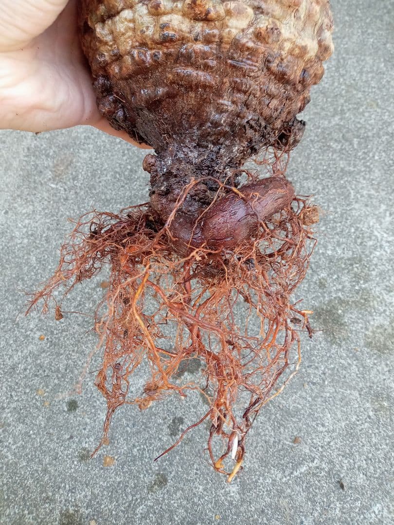 オペルクリカリア パキプス マダガスカル