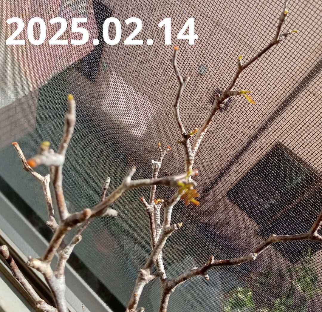 オペルクリカリア パキプス マダガスカル