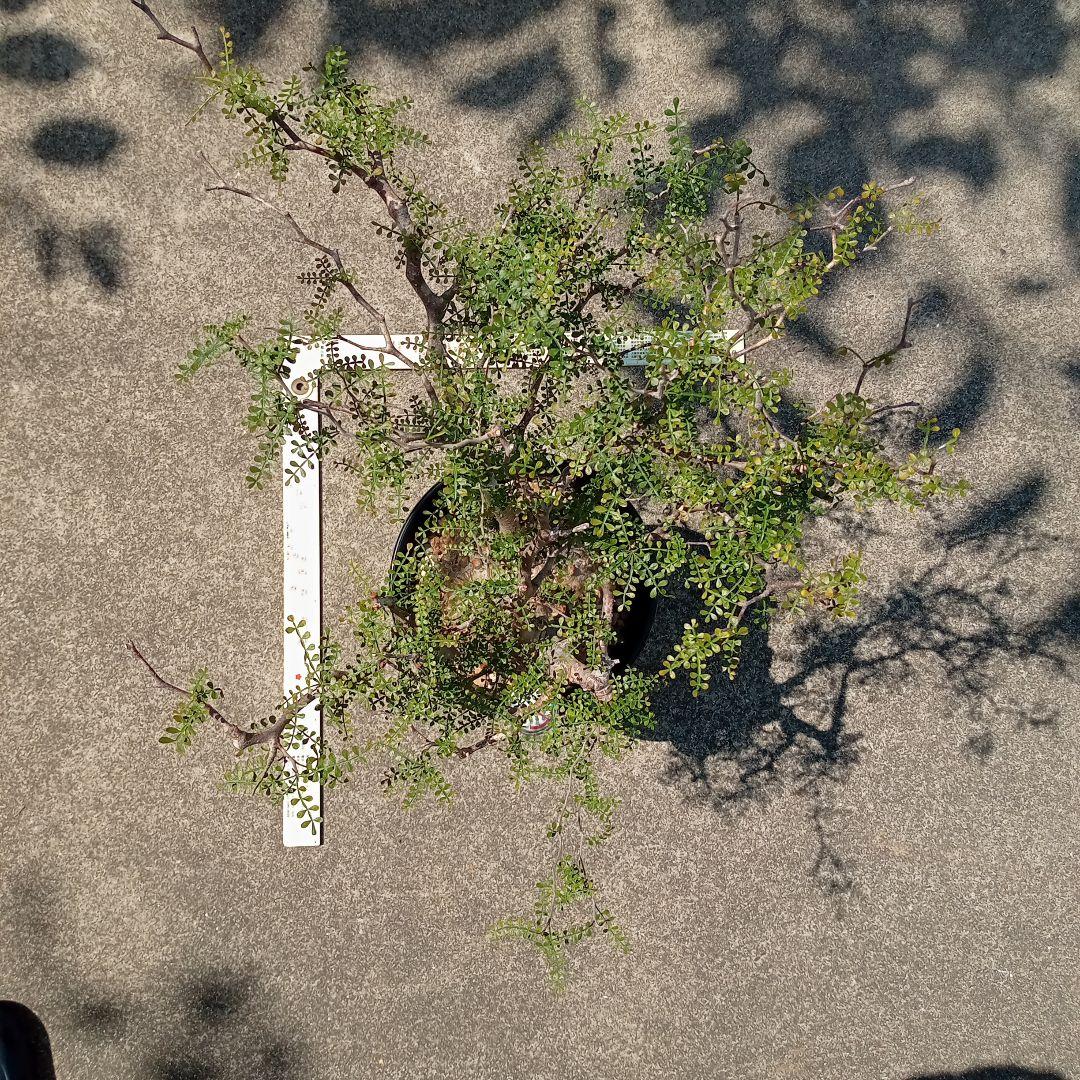 オペルクリカリア パキプス マダガスカル