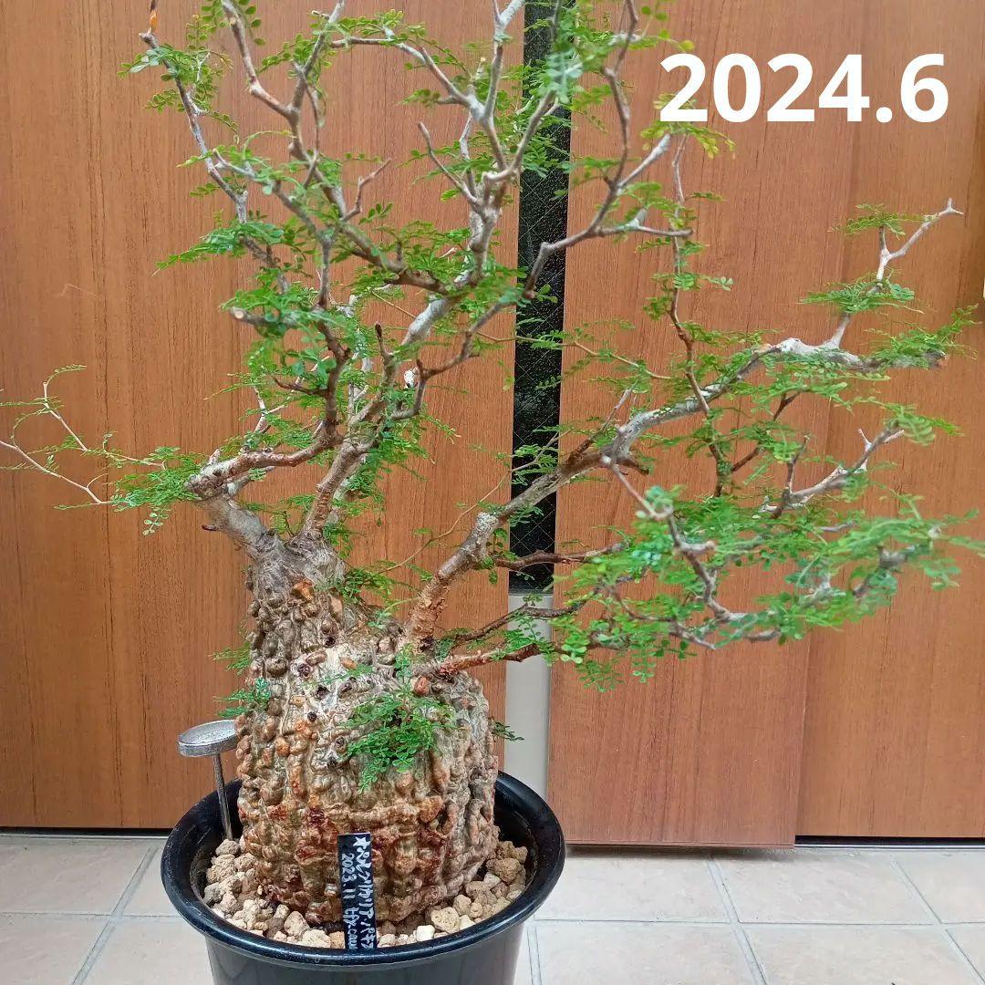 オペルクリカリア パキプス マダガスカル