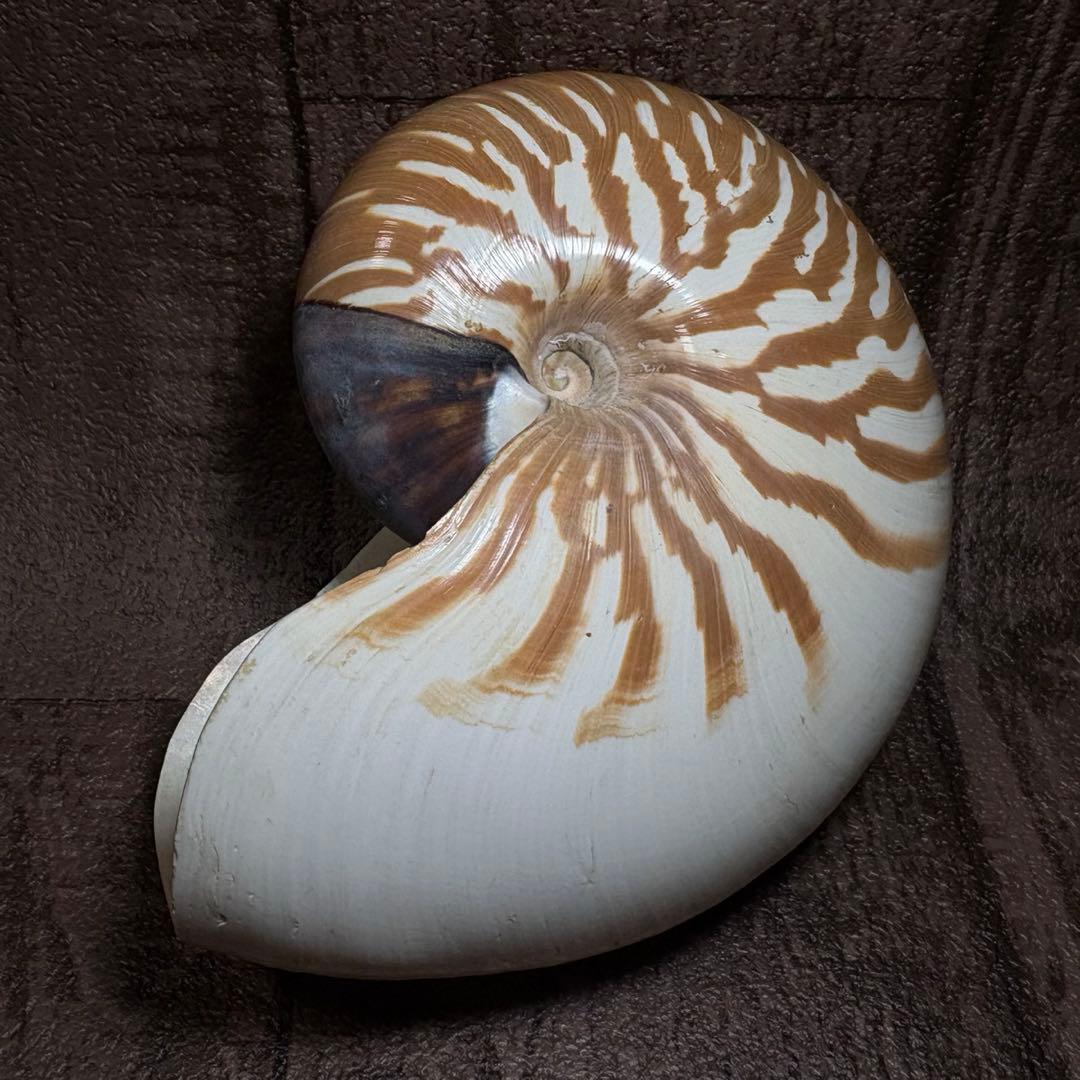 ほ*ん様 激レア！オオベソオウムガイ オウムガイ オウム貝 オーム貝 貝殻