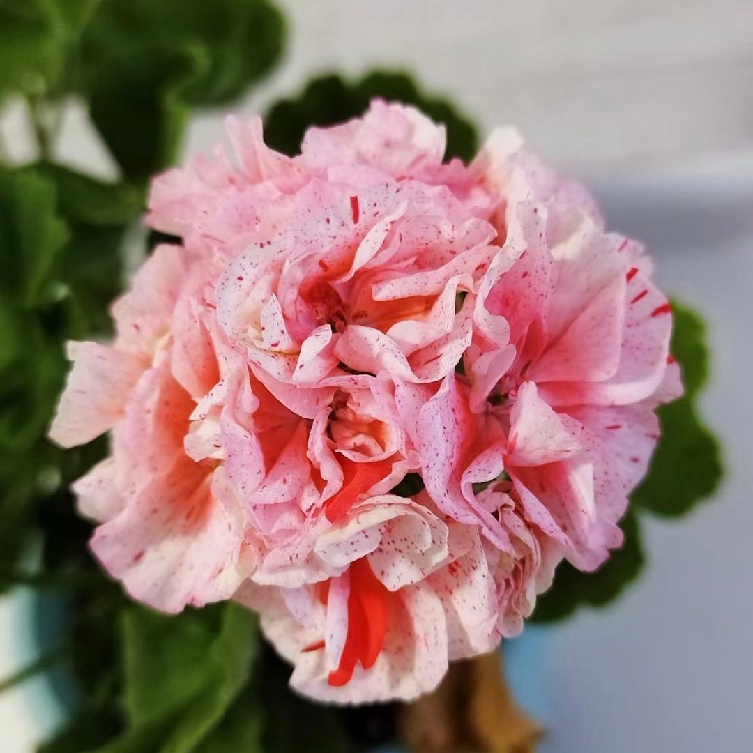 新品種激レア品種ゼラニウム中苗　希少品種ゼラニウム苗　絞り咲ゼラニウムSK01