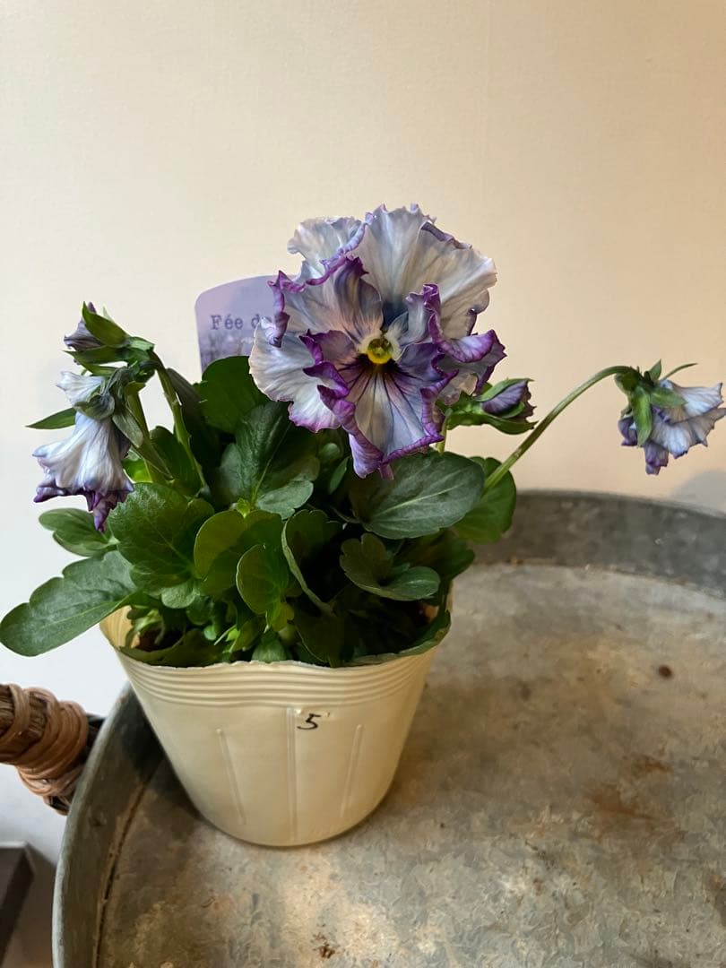 フェデネージュ　モネブルー①ポット苗、 その他