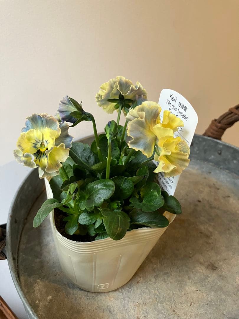 フェデネージュ　モネブルー①ポット苗、 その他