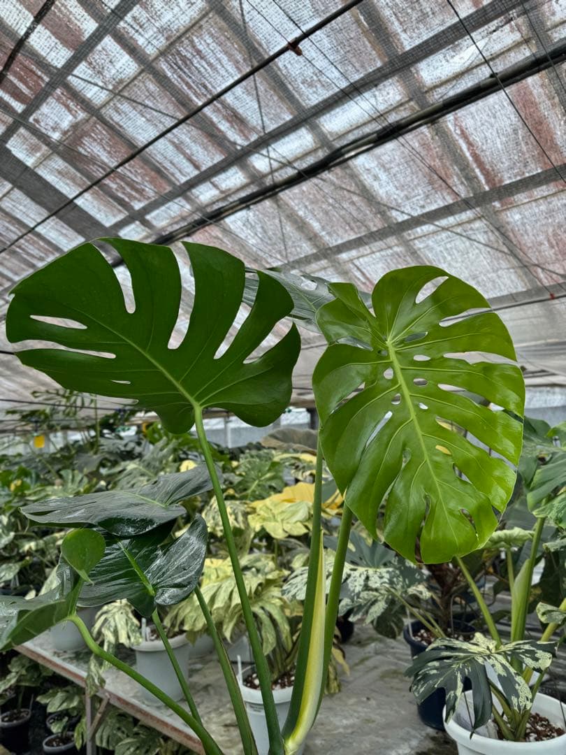 巨大サイズ　モンステラ・デリシオーサ　幹上がり株　存在感抜群！