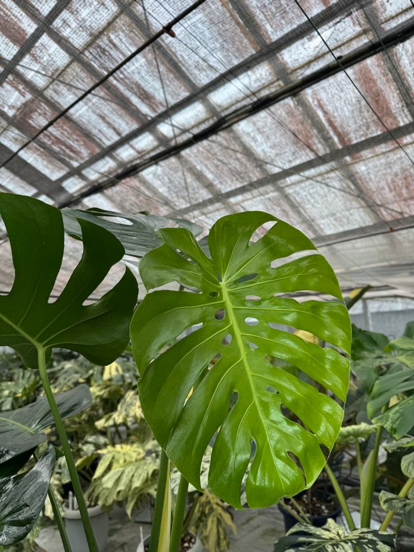 巨大サイズ　モンステラ・デリシオーサ　幹上がり株　存在感抜群！