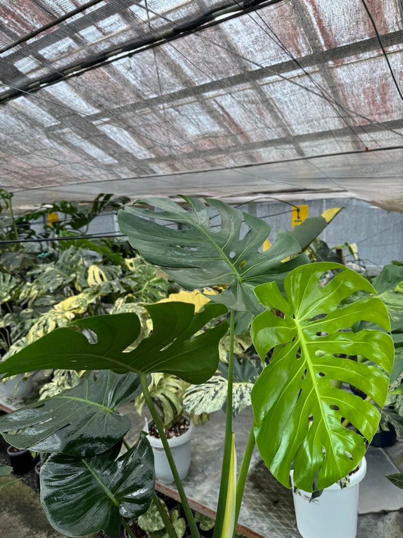 巨大サイズ　モンステラ・デリシオーサ　幹上がり株　存在感抜群！