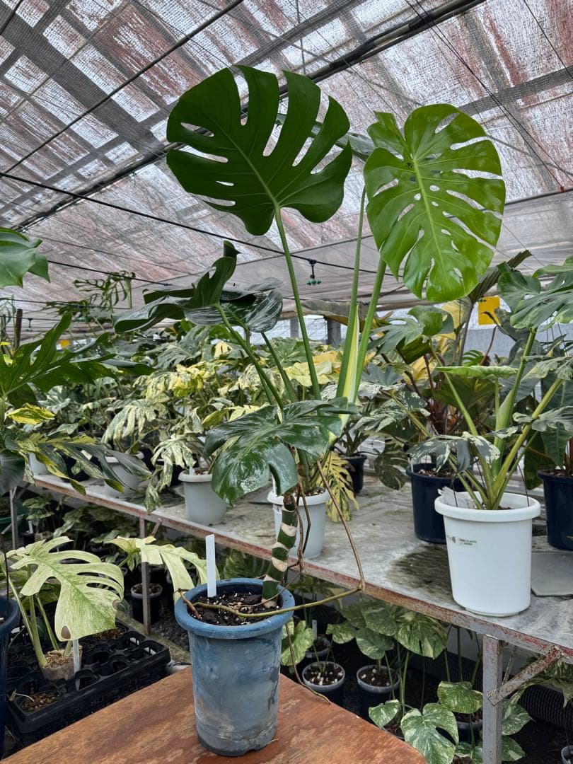 巨大サイズ　モンステラ・デリシオーサ　幹上がり株　存在感抜群！