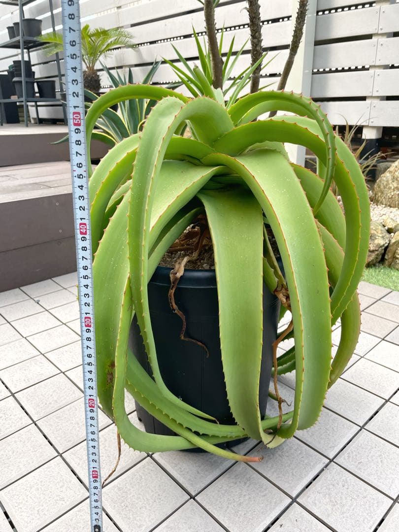 ※引き取り限定＊ 特大株‼︎‼︎ アロエバンバレニー