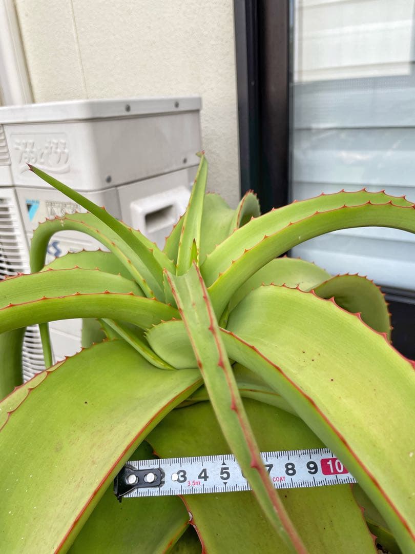 ※引き取り限定＊ 特大株‼︎‼︎ アロエバンバレニー