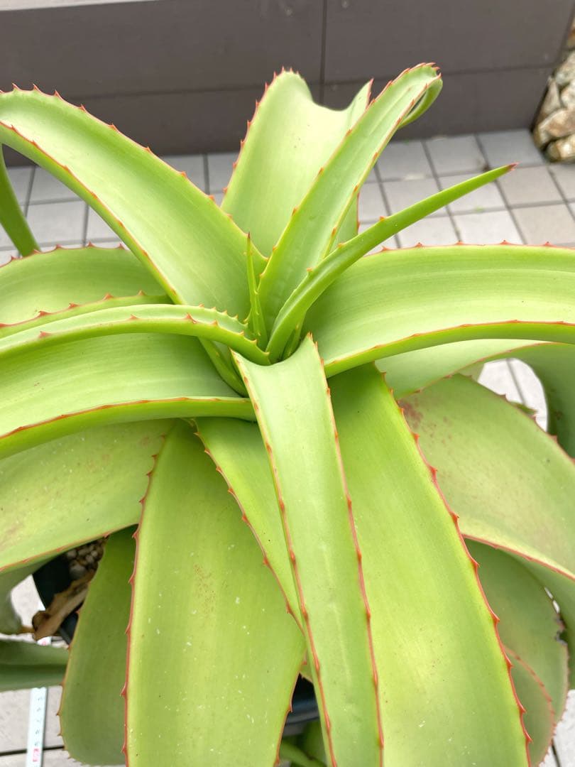 ※引き取り限定＊ 特大株‼︎‼︎ アロエバンバレニー