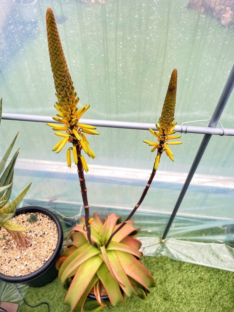 ※引き取り限定＊ 特大株‼︎‼︎ アロエバンバレニー