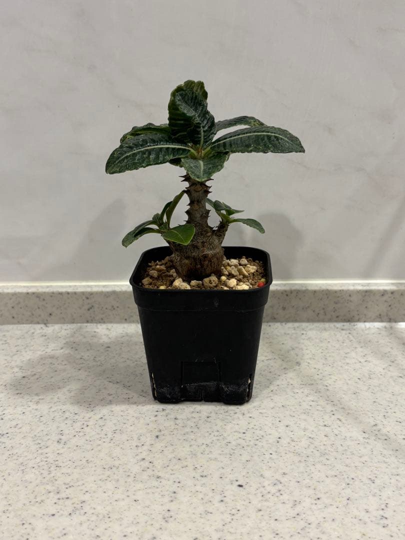 ⑧ パキポディウム ウィンゾリー 実生 国内繁殖個体