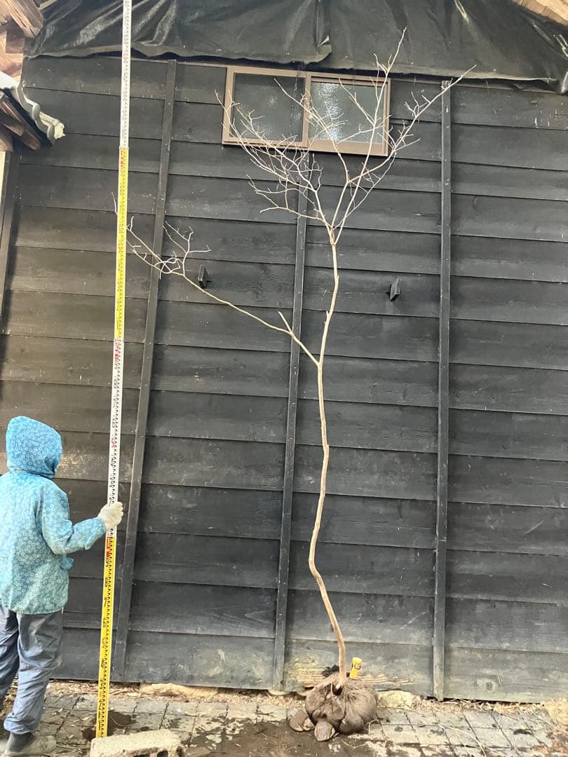 山採り　ネジキ