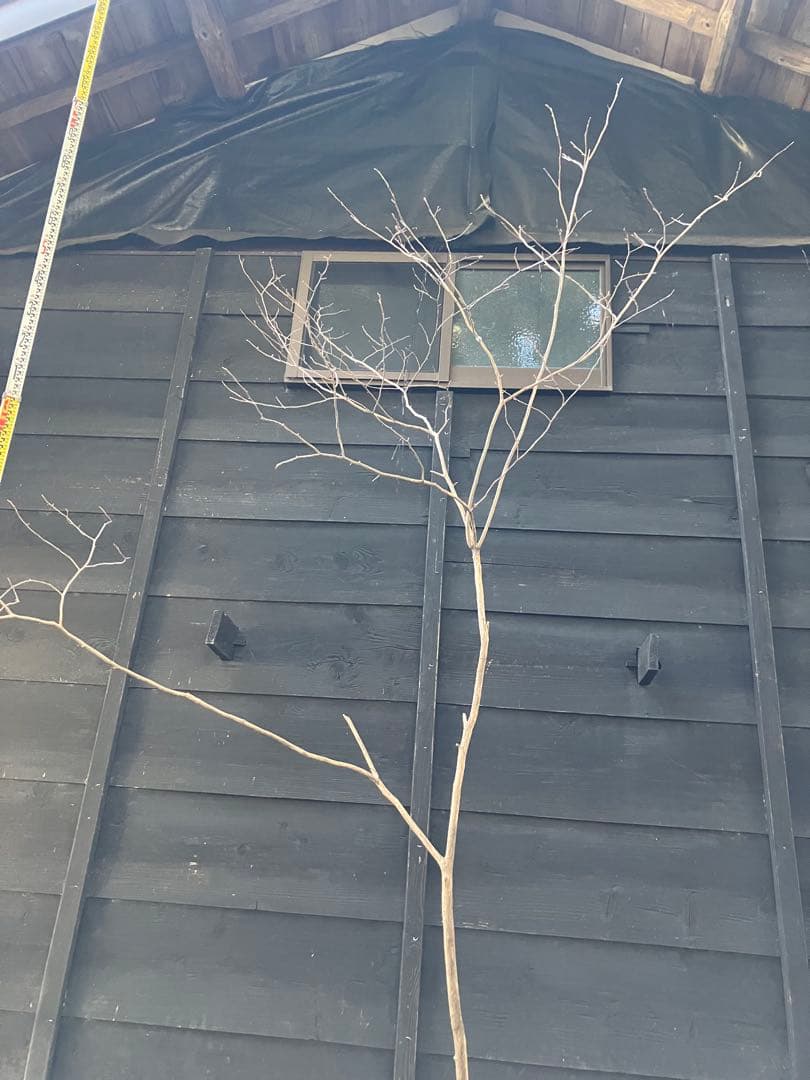 山採り　ネジキ