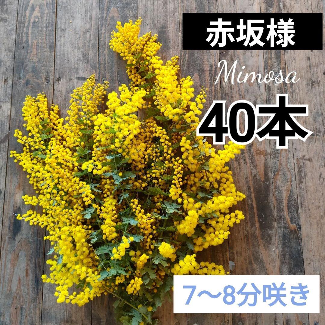 7〜8分咲き　赤坂ページ