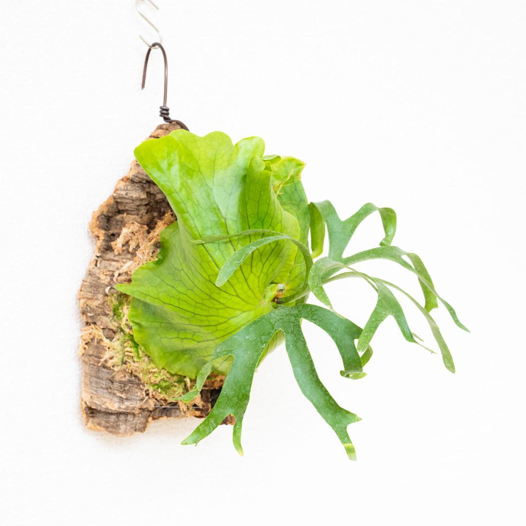 【メルカリ便】ビカクシダ　コロナリウム(フィリピネス) コルク付け3